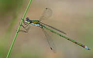 Small Spreadwing (Male, Lestes virens)